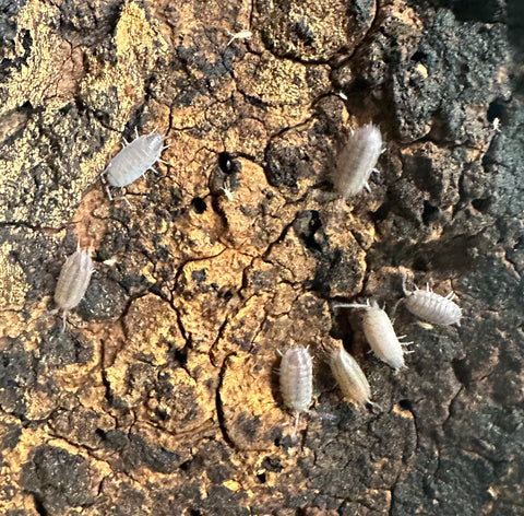 ISOPOD PORCELLIO SCABER "ROUGH WILDTYPE" (12 pack)