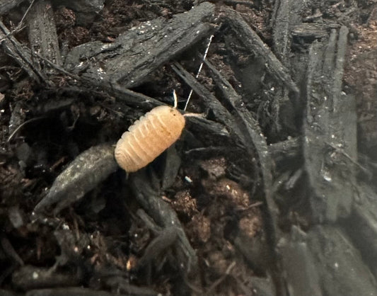 ISOPOD CUBARIS MURINA "PAPAYA" (10 COUNT)