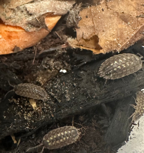 ISOPOD PORCELLIO SPINICORNIS "BRICK WORK" (10 COUNT)