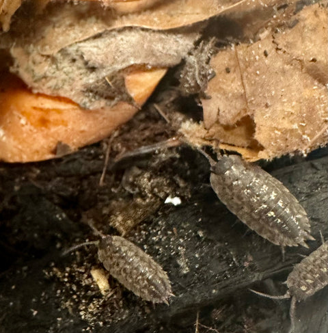 ISOPOD PORCELLIO SPINICORNIS "BRICK WORK" (10 COUNT)