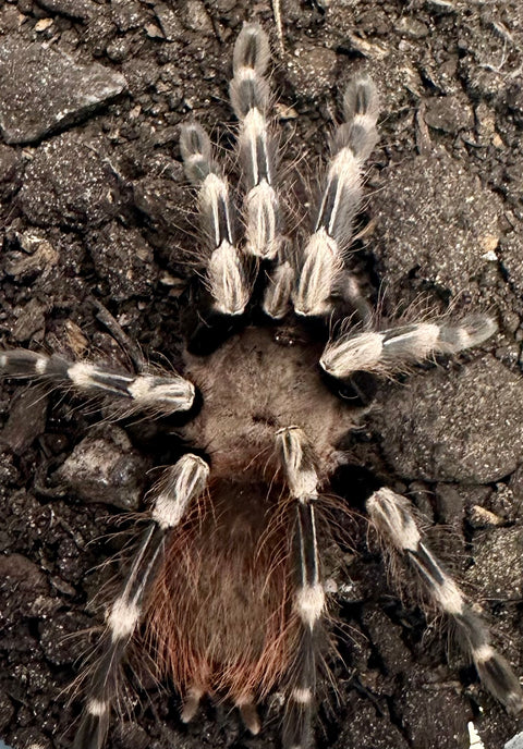 TARANTULA, NHANDU VITALIUS CHROMATUS "BRAZILIAN RED AND WHITE" (3")