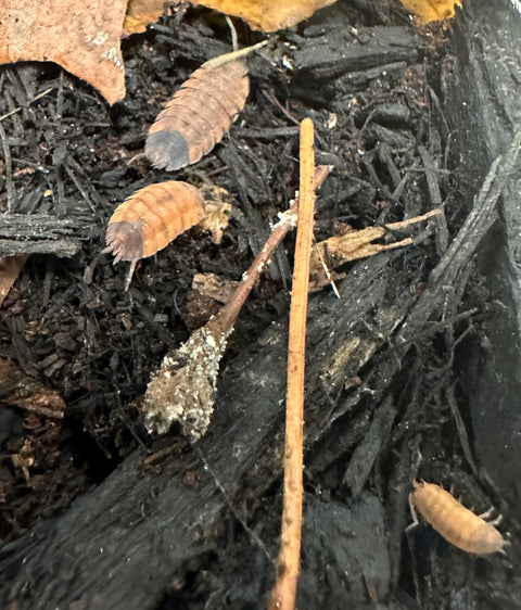 ISOPOD PORCELLIO SCABER "LAVA" (10 COUNT)