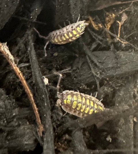 ISOPOD PORCELLIO HASSI "HIGH YELLOW" (5 PACK)