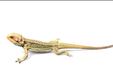 BEARDED DRAGON, THUNDERBOLT PARADIGM