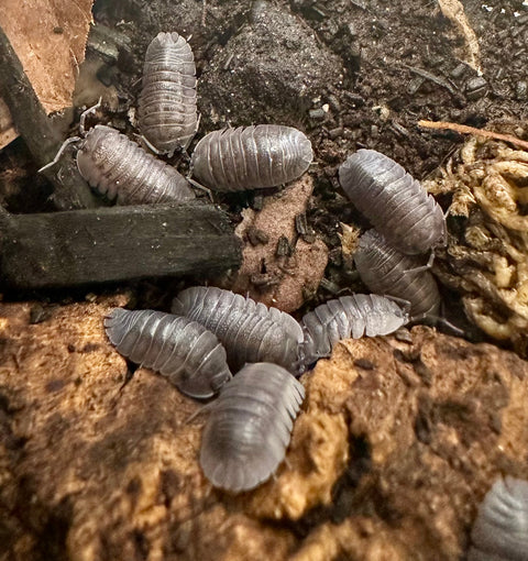 ISOPOD ARMADILLIDIUM PALLASII "GREY" (15 COUNT)