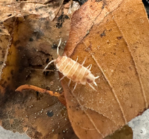 ISOPOD PORCELLIONIDES PRUINOSUS "ORANGE CREAM" (15 COUNT)