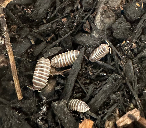 ISOPOD ARMADILLIDIUM MACULATUM "CHOCOLATE ZEBRA" (10 COUNT)