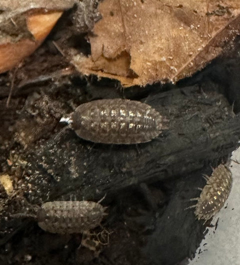 ISOPOD PORCELLIO SPINICORNIS "BRICK WORK" (10 COUNT)