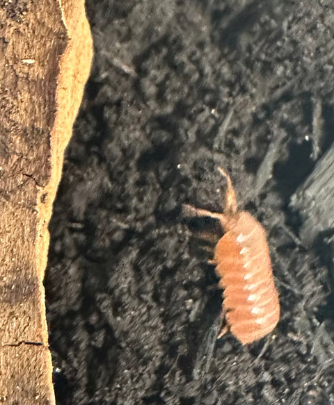 ISOPOD ARMADILLIDIUM VULAGARE "ORANGE VIGOR" (10 COUNT)