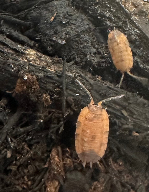 ISOPOD PORCELLIO SCABER "LAVA" (10 COUNT)