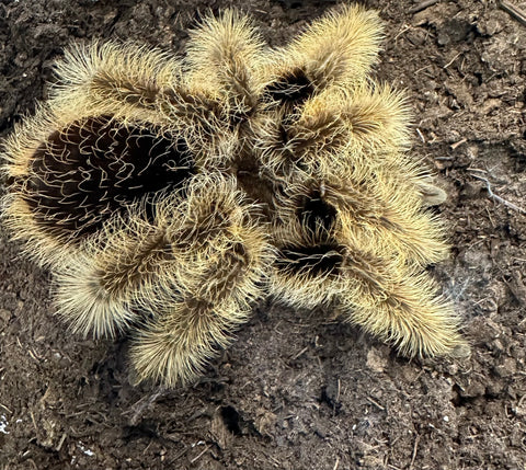 TARANTULA, TLILTOCATL ALBOPILIOSUS "NICARAGUA CURLY HAIR" (5-6")