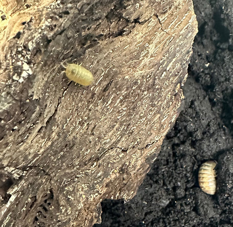 ISOPOD ARMADILLIDIUM VULGARE "ALBINO T+" (10 COUNT)