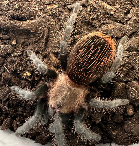 TARANTULA, TLILTOCATL KAHLENBERGI "VERACRUZ RED RUMP"