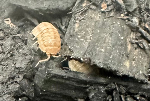 ISOPOD ARMADILLIDIUM NASATUM "PEACH/GEORGIA PEACH" (10 COUNT)