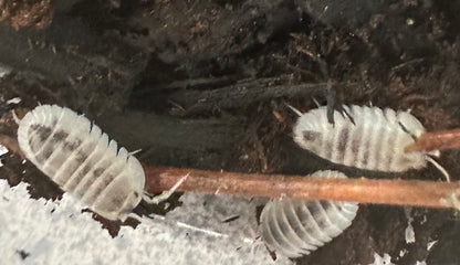 ISOPOD NESODILLO ARCANGELII "SHIRO UTSURI" (10 COUNT)
