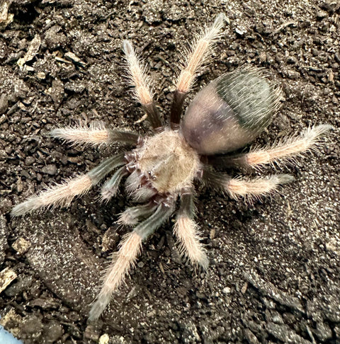 TARANTULA, BRACHYPELMA BAUMGARTENI "MEXICAN ORANGE BEAUTY" (1.5")