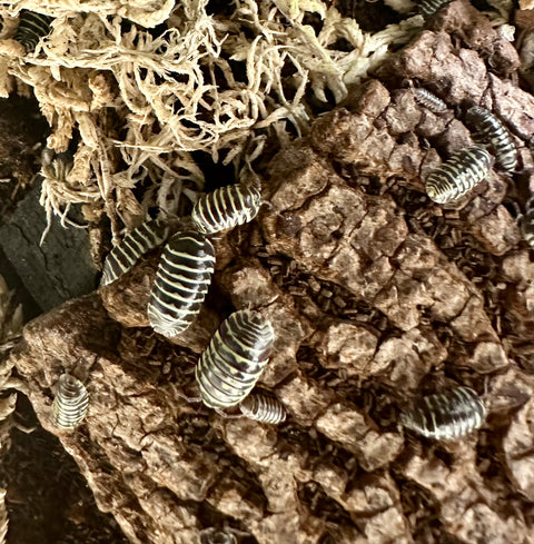 ISOPOD ARMADILLIDIUM MACULATUM "YELLOW ZEBRA" (15 COUNT)