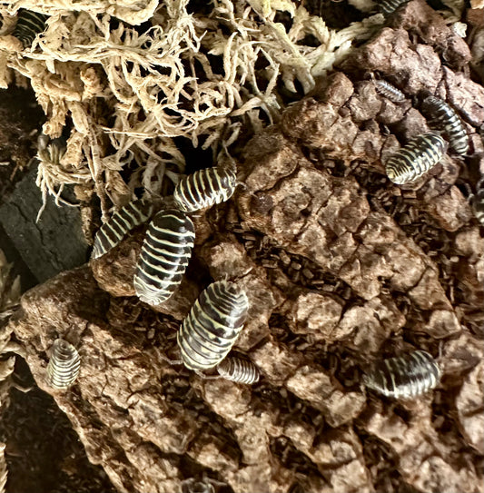 ISOPOD ARMADILLIDIUM MACULATUM "YELLOW ZEBRA" (10 COUNT)