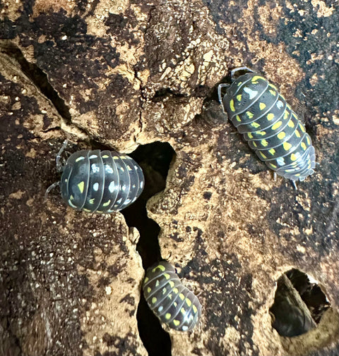 ISOPOD ARMADILLIDIUM FRONTETRIANGULUM "CORFU" (10 PACK)