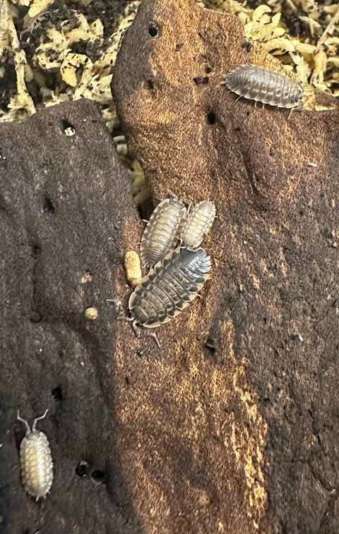 ISOPOD TRACHELIPUS CAUCASIUS "LATTE SKIRT" (10 COUNT)