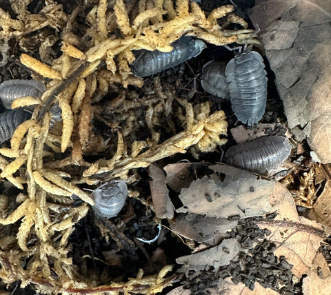 ISOPOD ARMADILLIDIUM PALLASII "GREY" (15 COUNT)