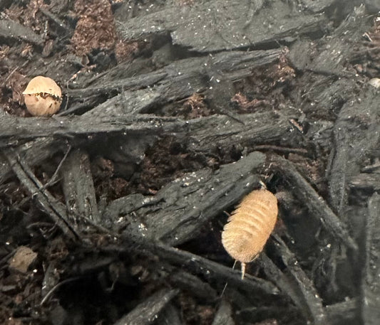 ISOPOD CUBARIS MURINA "PAPAYA" (10 COUNT)