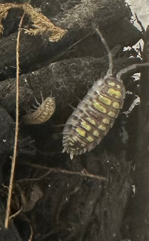 ISOPOD PORCELLIO HASSI "HIGH YELLOW" (5 PACK)