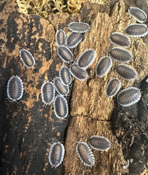 ISOPOD PORCELLIO WERNERI "GREEK SHIELD" (10 COUNT)