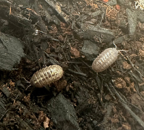 ISOPOD ARMADILLIDIUM DEPRESSUM "SOUTHERN PILL WOODLOUSE" (15 COUNT)