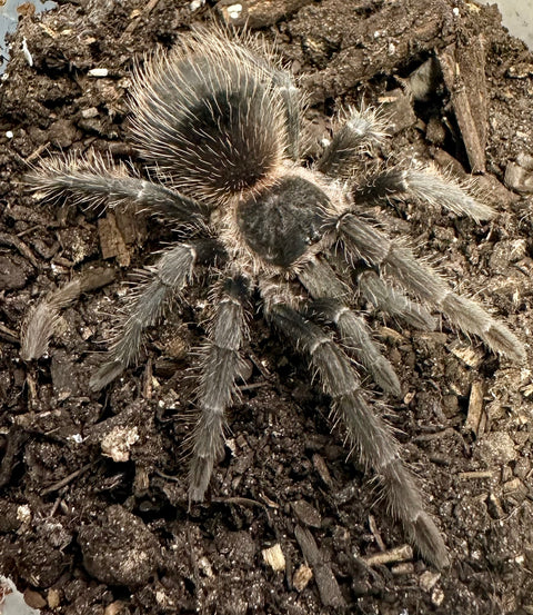 TARANTULA, LASIODORA KLUGI "BAHIA SCARLET BIRDEATER" (3")