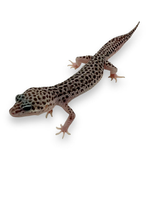 GECKO, LEOPARD (TOTAL ECLIPSE)