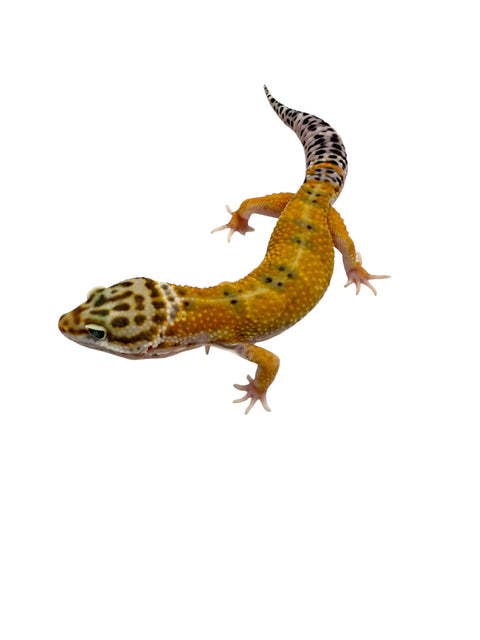 GECKO, LEOPARD (WHITE AND YELLOW)