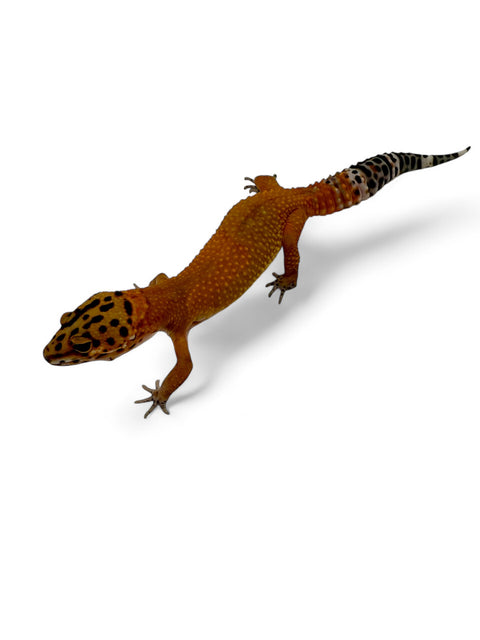 GECKO, LEOPARD (BLOOD TANGERINE)