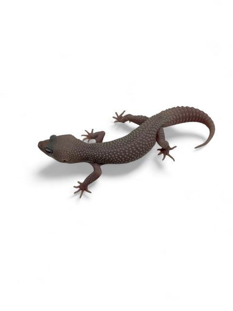 GECKO, LEOPARD (MACK SNOW DIABL0 BLANCO)