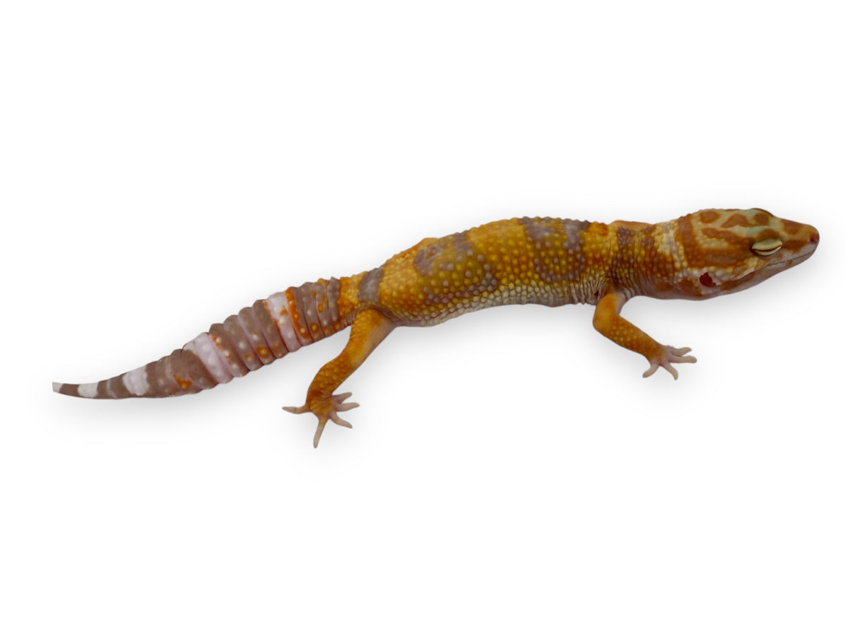 GECKO, LEOPARD (ASSORTED MORPHS)