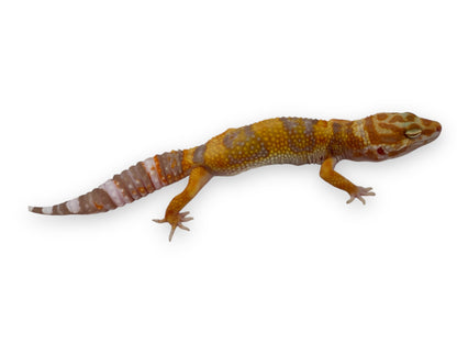 GECKO, LEOPARD (ASSORTED MORPHS)