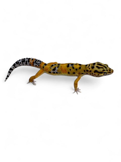 GECKO, LEOPARD (MANDARIN TANGERINE ZORRO BANDIT)