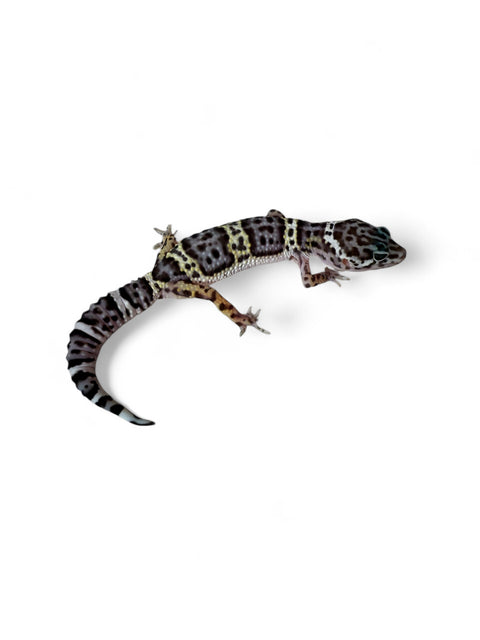 GECKO, LEOPARD (TUG SNOW)