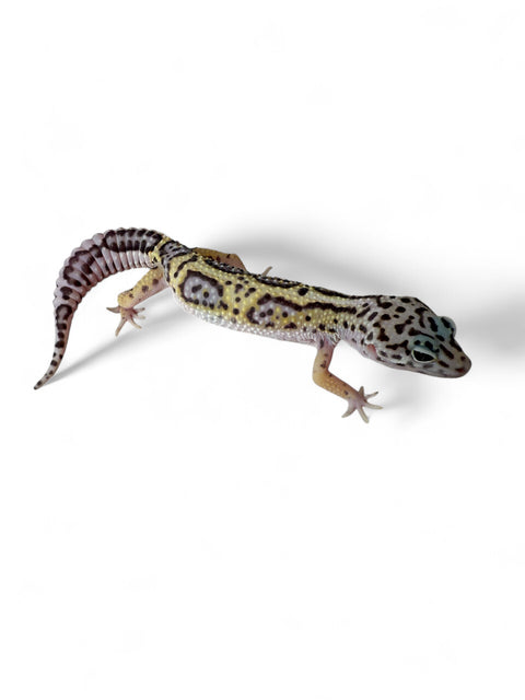 GECKO, LEOPARD (TUG SNOW)