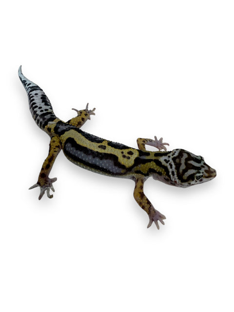 GECKO, LEOPARD (BOLD STRIPE)