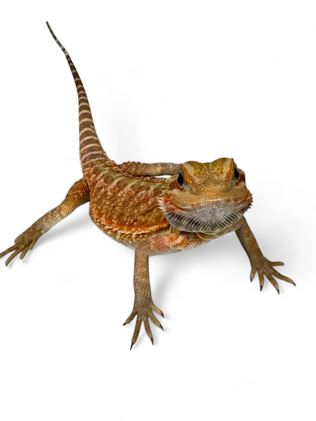 BEARDED DRAGON, TRANSLUCENT