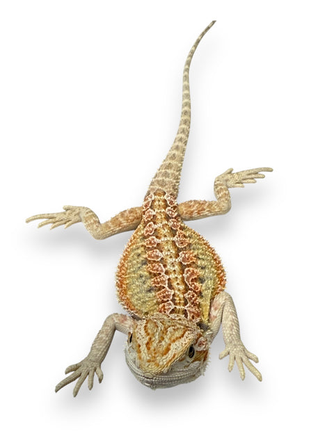 BEARDED DRAGON, HYPO HET ZERO/TRANSLUCENT/WITBLITS