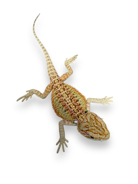 BEARDED DRAGON, HYPO HET ZERO/TRANSLUCENT/WITBLITS