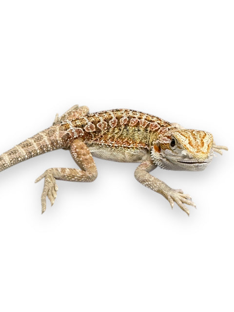 BEARDED DRAGON, HYPO HET ZERO/TRANSLUCENT/WITBLITS