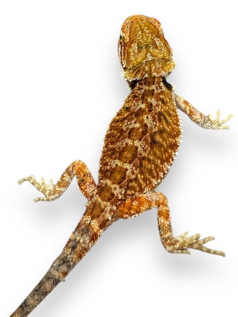 BEARDED DRAGON, HYPO RED/ORANGE