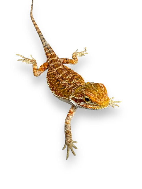 BEARDED DRAGON, HYPO RED/ORANGE