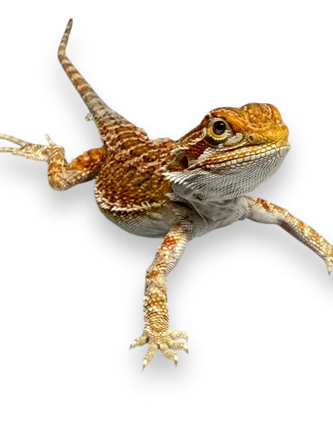 BEARDED DRAGON, HYPO RED/ORANGE