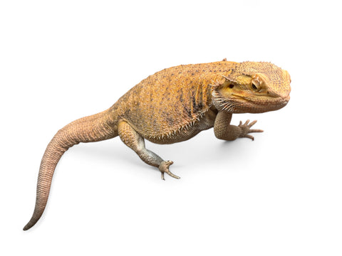 BEARDED DRAGON, ADULT MALE