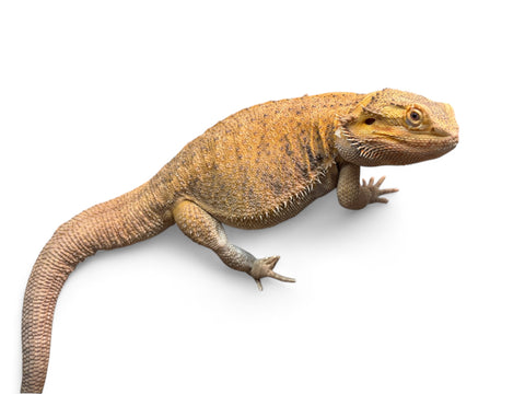 BEARDED DRAGON, ADULT MALE