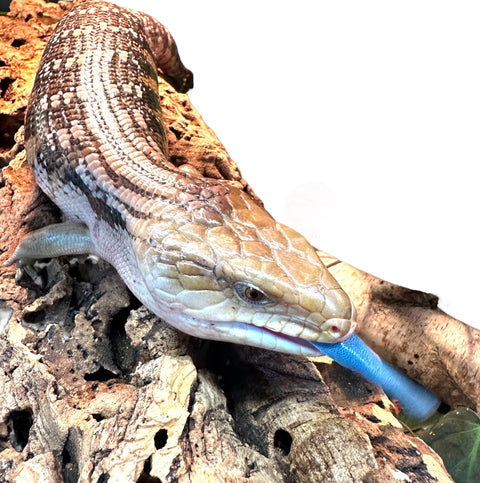 NORTHERN BLUE TONGUE SKINK